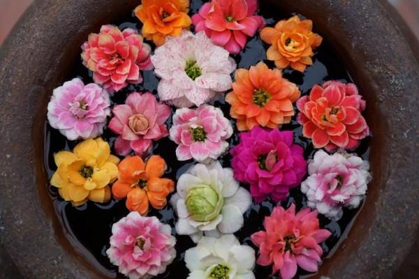 適合立冬後養的“9種花”,喜歡溫涼愛開花,有的花美,有的花香 適合立冬後養的“9種花”,喜歡溫涼愛開花,有的花美,有的花香