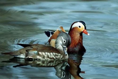 鴛鴦鳥精美圖片