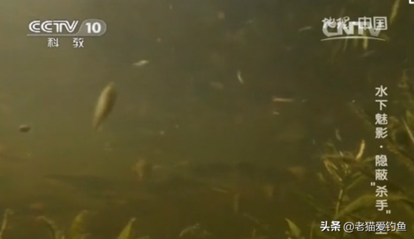 不足1米深的河灘，突發連環命案，釣魚人輕鬆找出兇手？