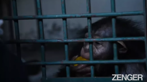 被遺棄的黑猩猩被人類照顧長大,最後卻慘遭同類打死 被遺棄的黑猩猩被人類照顧長大,最後卻慘遭同類打死