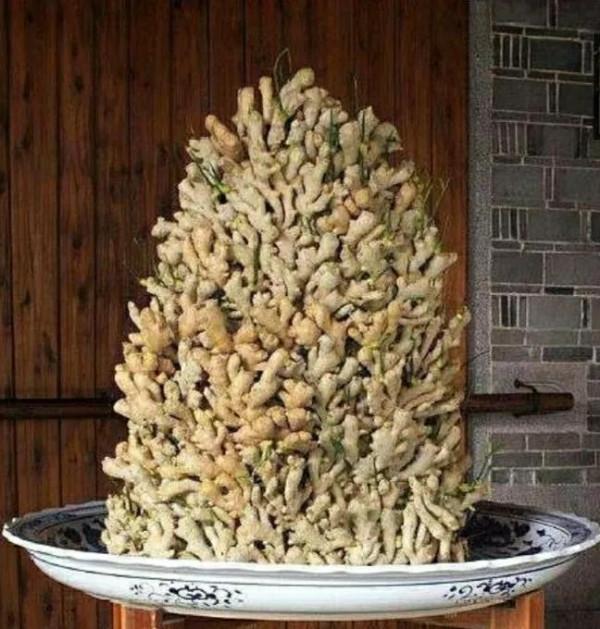 掰幾個姜芽,不出五個月,花盆中也能長出一片小“姜山” 掰幾個姜芽,不出五個月,花盆中也能長出一片小“姜山”