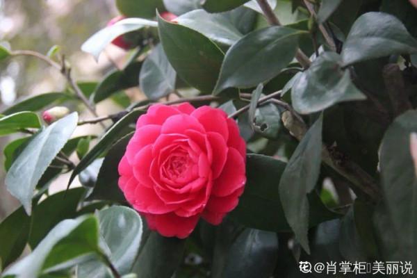 冬天養盆茶花，天一冷就開爆，紅紅火火花開富貴