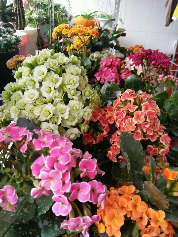 7種“吉利花”,家裡養一盆,順順當當又漂亮,養人又旺家 7種“吉利花”,家裡養一盆,順順當當又漂亮,養人又旺家