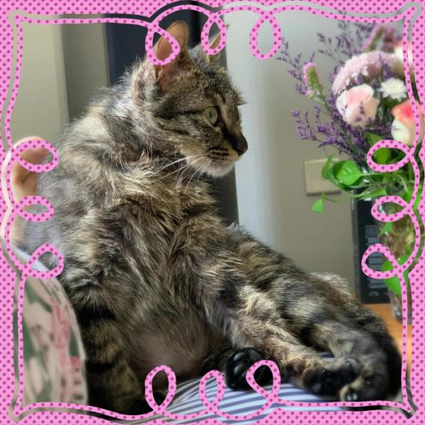 我家收編的正規喵（mimi姐）