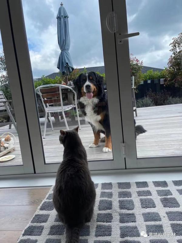 有善待它們的機會是很大的福份