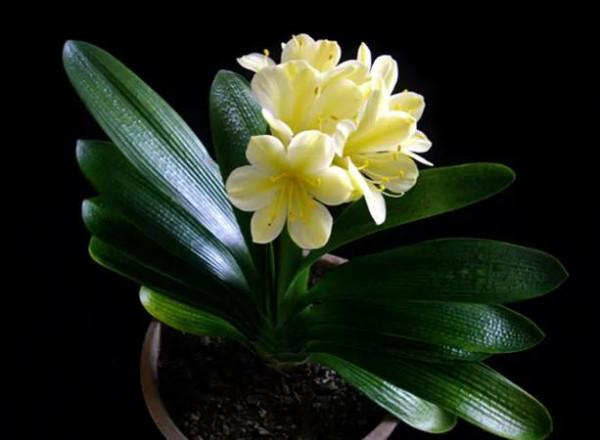 分享圖片：醉美君子蘭