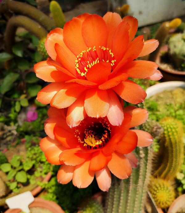 6種“懶人花”，看著很普通，養著很“實惠”，養得越久越覺得好