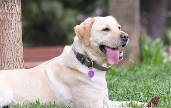 “把主人的命令當聖旨”的幾種狗，你更喜歡哪一種？