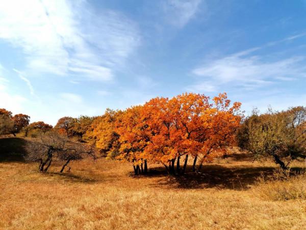 內蒙古烏旦塔拉草原上最美的五角楓林