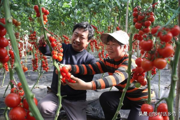 種植西紅柿、黃瓜和辣椒，用這幾個簡單方法，果實結得多又多
