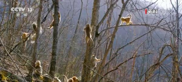 神農架川金絲猴 從“冰川遺孤”到“最美靈長部落” 神農架川金絲猴 從“冰川遺孤”到“最美靈長部落”