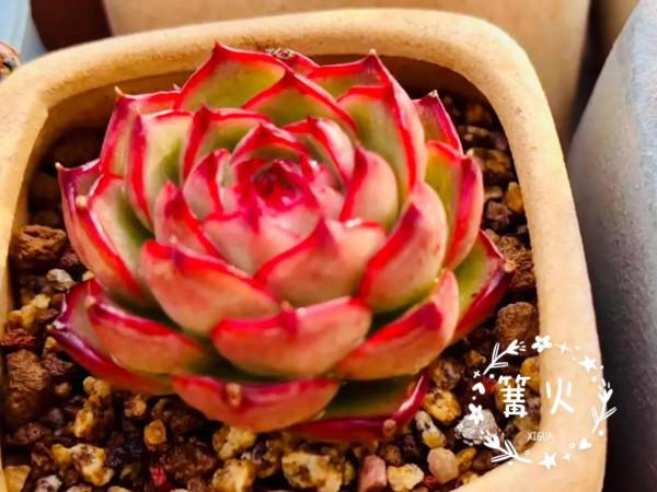 多肉好養嗎? 多肉好養嗎?