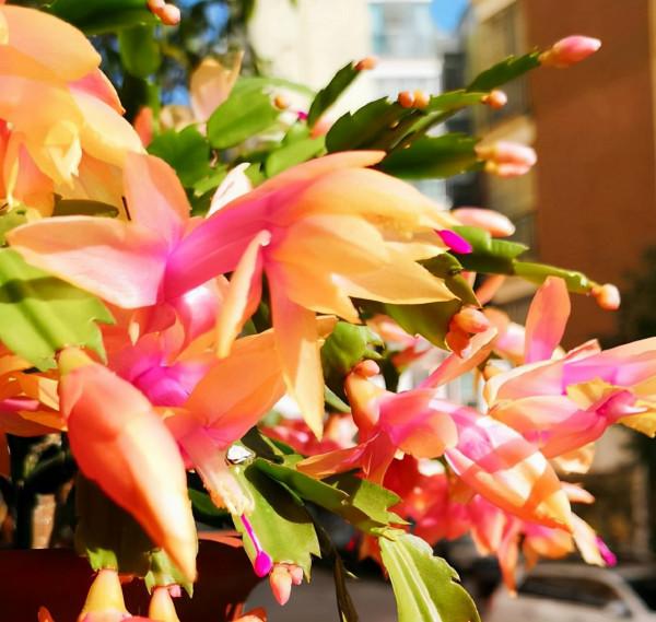 九月逛花市,這些花可以“閉眼入”,都是吉祥好養的“時令花” 九月逛花市,這些花可以“閉眼入”,都是吉祥好養的“時令花”
