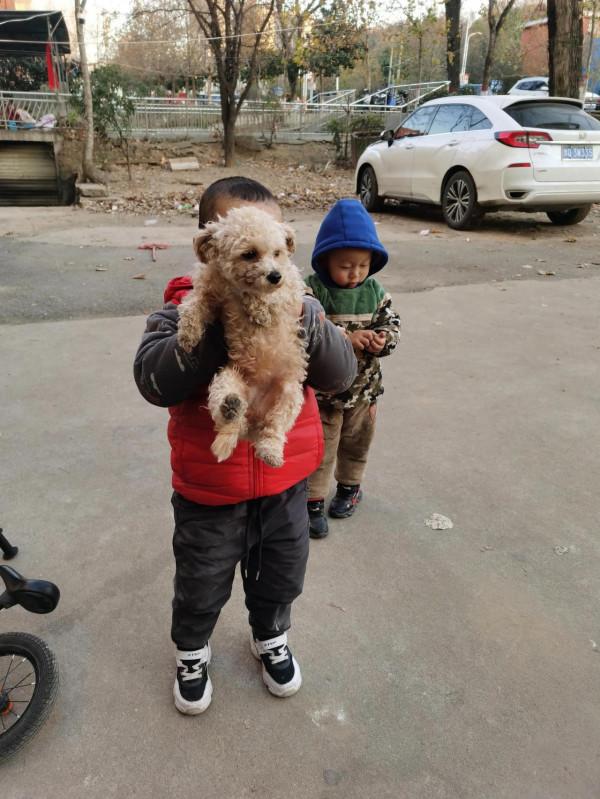 關於狗狗的後續