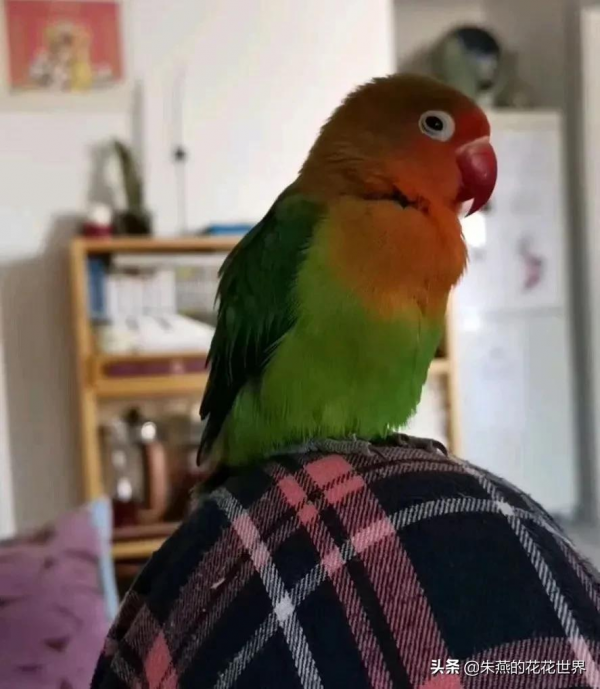 一隻沒有喝孟婆湯的小鸚鵡 一隻沒有喝孟婆湯的小鸚鵡