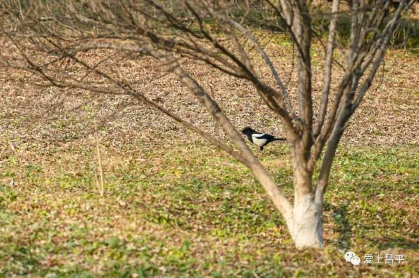 邂逅冬日浪漫！北京昌平這裡蘆葦成片，美得讓人心醉