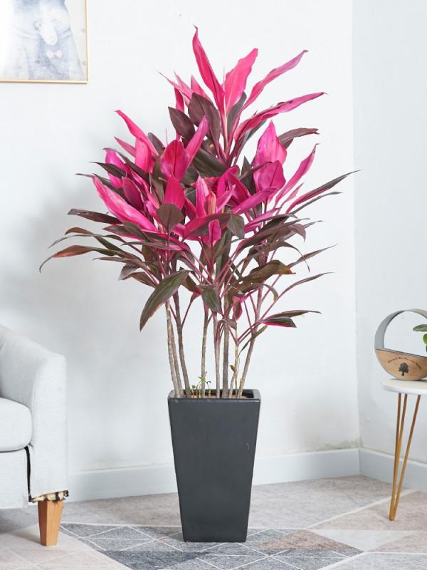 40款超治癒的家居綠植，20種大型的，20種小型的