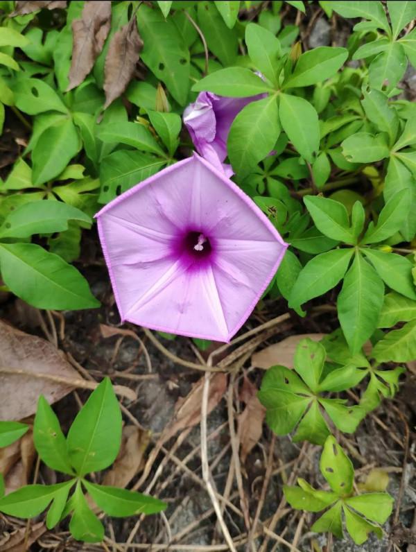 知道花兒好看，但你能一一說出它們的名字嗎？