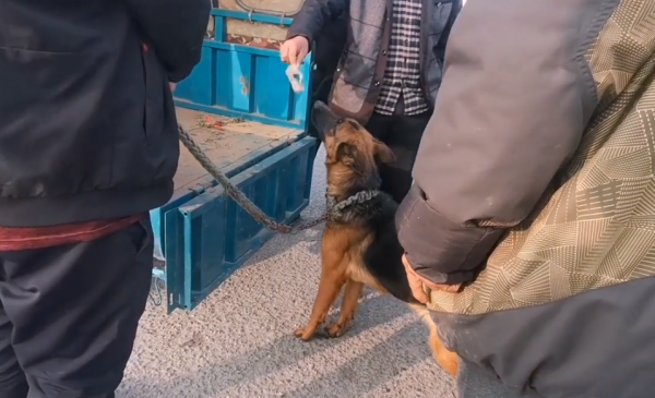 河南：460元，大爺搶下德牧，大爺：只當送我了，給它活命的機會