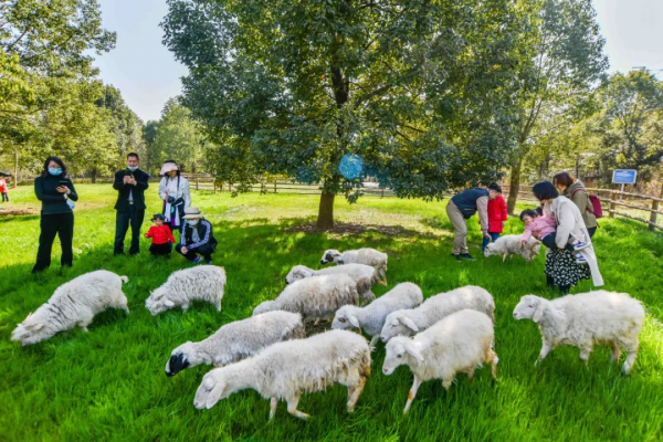 兒童城堡免費耍！還有可愛萌寵和超大草坪，公交直達，遛娃必去