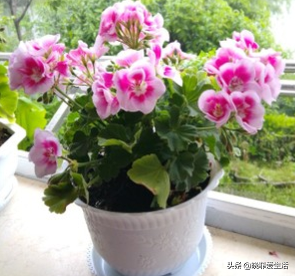 容易被水澆死的“14種花”，手太勤反而養不活