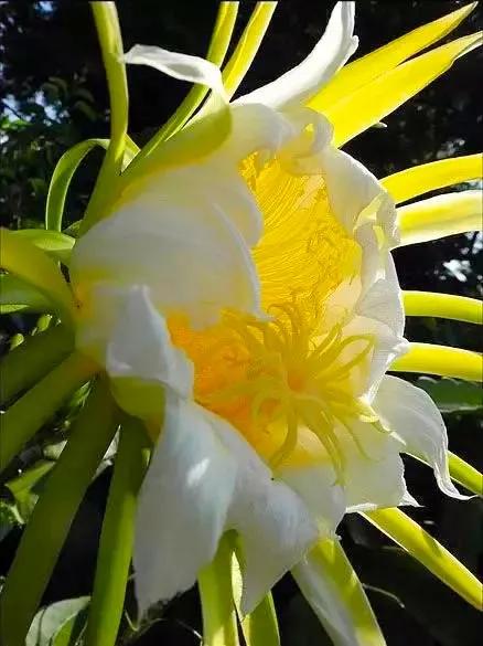 分享：曇花一現，精彩絕倫，讓人驚歎