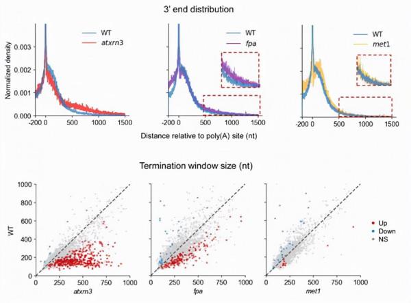 南科大應用奈米孔單分子測序揭示擬南芥全基因組轉錄終止圖譜