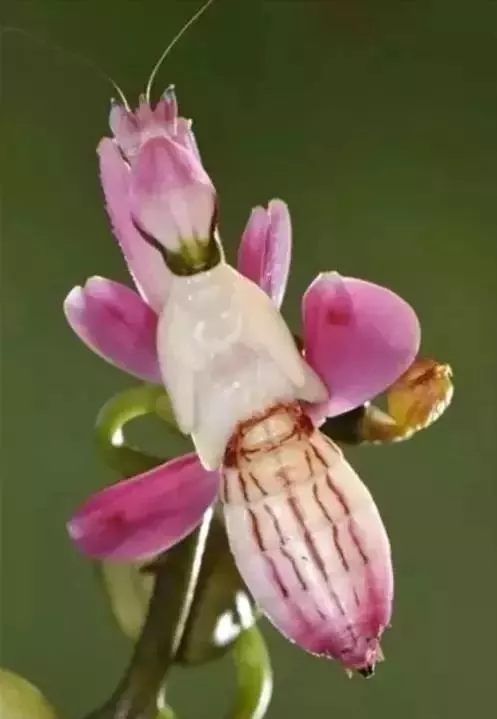 驚人相似的照片，大自然太不可思議了