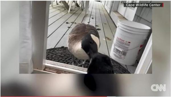 加拿大鵝受傷被帶回醫院做手術，它的伴侶卻焦急找上門來&period;&period;&period;