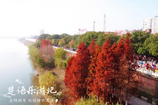 江西有一個千年古縣城，江邊風景美不勝收，紅杉林成為一絕，驚豔