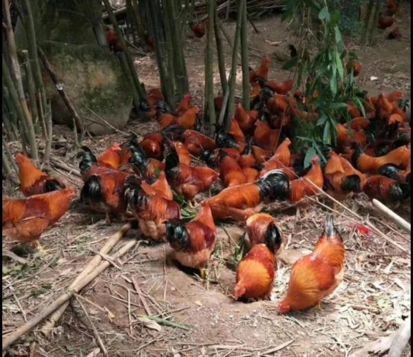 農村老鐵深山養土雞，年賺千萬逆襲成土豪，他是怎樣成功緻富的呢