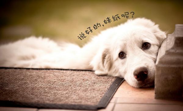 4000萬“單身狗”迎來曙光?國家已有新規,結婚將不再困難 4000萬“單身狗”迎來曙光?國家已有新規,結婚將不再困難