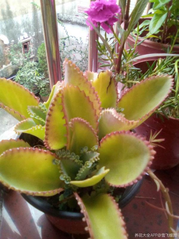 4種花不澆水才長得旺，澆水太多反而不好，爛根又黑腐