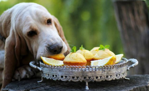 你可能不知道,其實這幾種方式,是老年狗在“告別” 你可能不知道,其實這幾種方式,是老年狗在“告別”