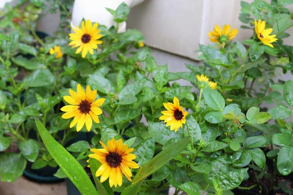 歷年來很火的8種網紅花，快來看看，你家裡種植了幾種？