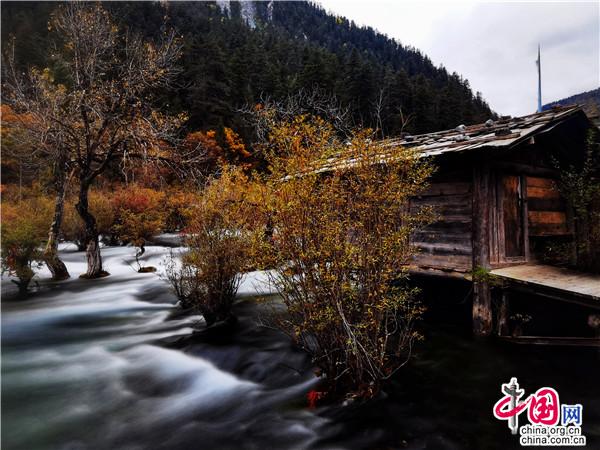 九寨溝金秋最美時 燻醉遊人不知歸 九寨溝金秋最美時 燻醉遊人不知歸