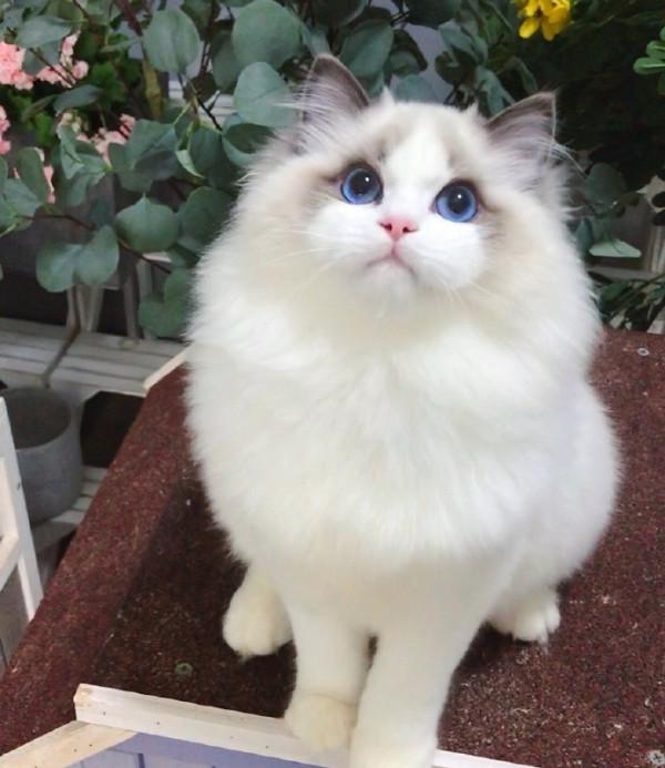 這幾種貓“沒有攻擊性”，非常溫順，適合有小孩的家庭養