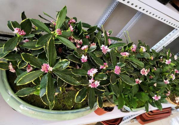 牢記3點要求,冬天室內盆栽瑞香,開花飽滿漂亮,香味濃郁 牢記3點要求,冬天室內盆栽瑞香,開花飽滿漂亮,香味濃郁