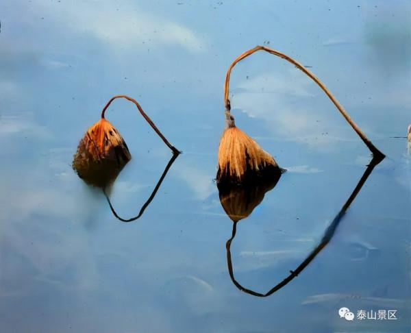 泰山腳下賞殘荷之美