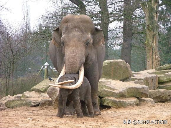 難得一見！40個另類的小象寶寶
