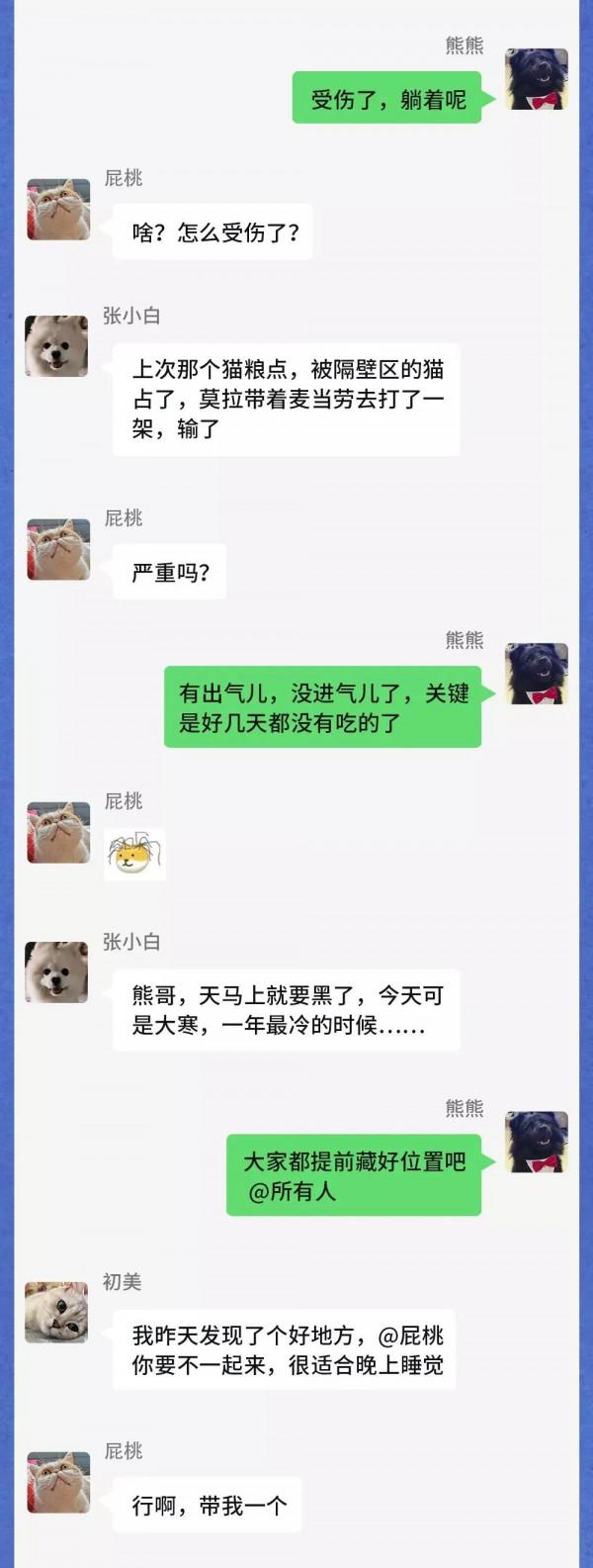 寒潮之下，流浪動物在一個群裡會聊什麼？