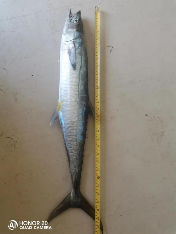 最近這些天都魚獲