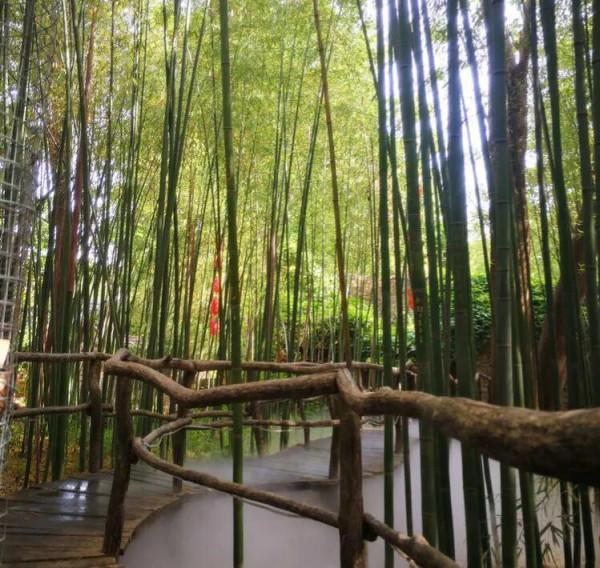 七律•西湖冬日美景多