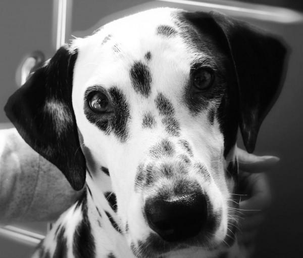 我作為一個非常愛狗的人,為什麼再也不養狗了 我作為一個非常愛狗的人,為什麼再也不養狗了