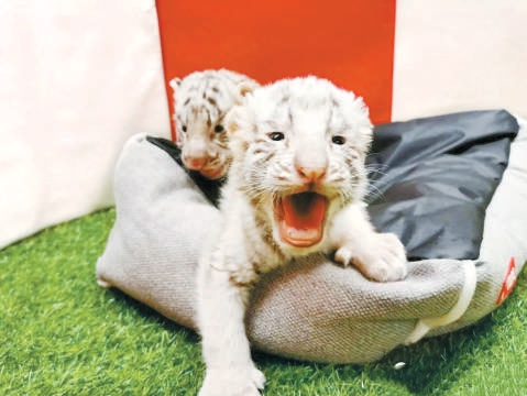 北京野生動物園推出7大虎年主題活動 三胞胎小白虎亮相拜年來