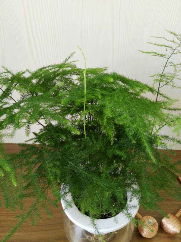 5種花冬天是“虛弱期”，千萬管住手別澆水，一旦積水死一大片