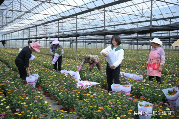 那些回到鄉村的年輕人，現在過得怎麼樣？