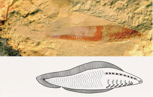 科學家：人都是從魚進化而來的，魚究竟是如何進化成人類的呢？