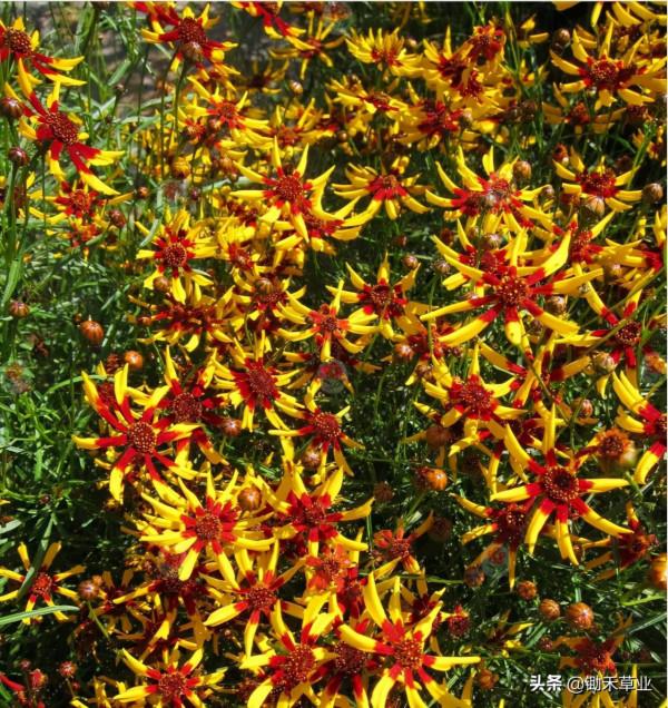 多彩金雞菊（二）