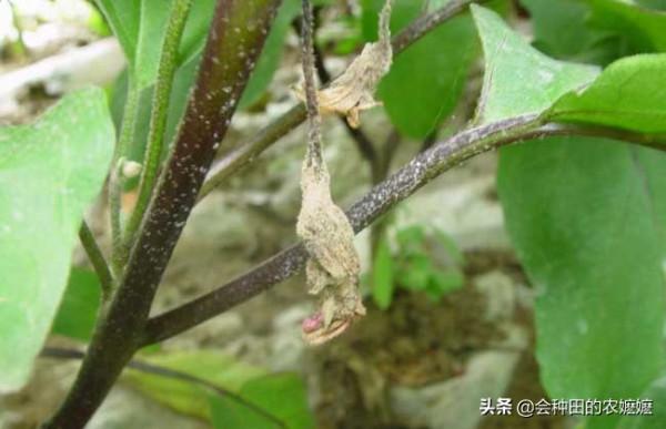 導致蔬菜腐爛的這個病，菜農也要提前防治